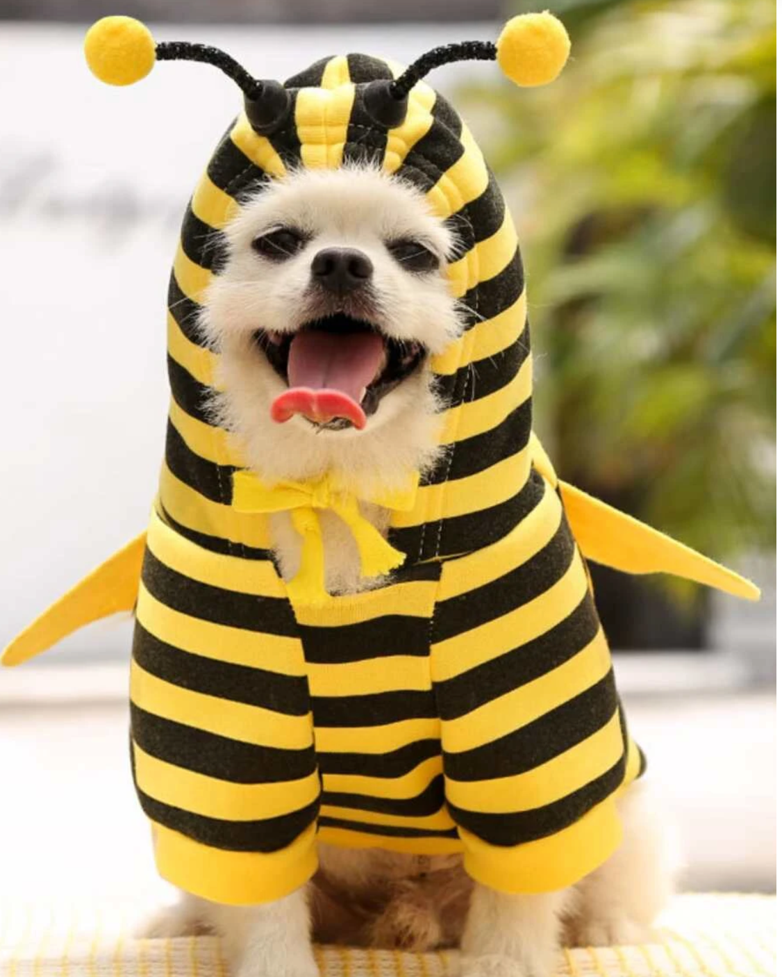 Buzzy Bee Pet Fancy Dress Hoodie Outfit for Dogs and Cats