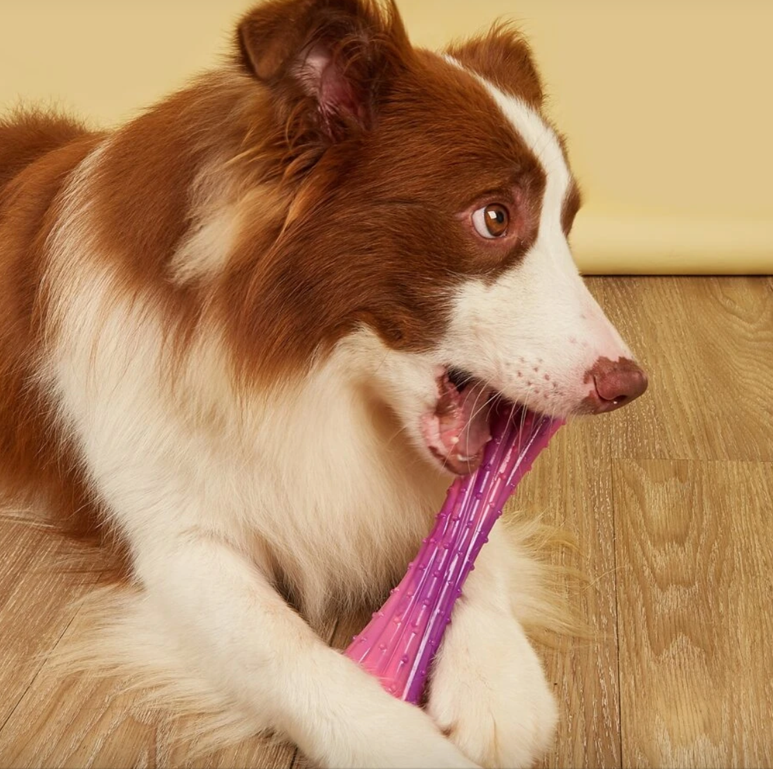 1 piece Knobbly Dog Bone Chewing Toy