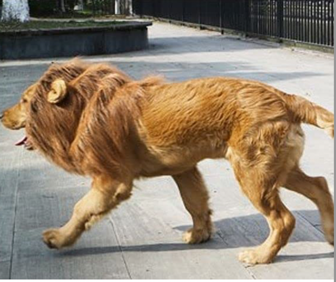 Simba Lion Mane Fancy Dress Costume for Dogs and Cats