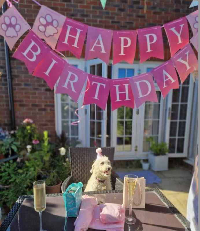 PINK COMPLETE PET BIRTHDAY PARTY PACK FOR DOGS OR CATS