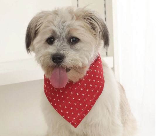 Red Heart Pet Bandana for Dogs and Cat