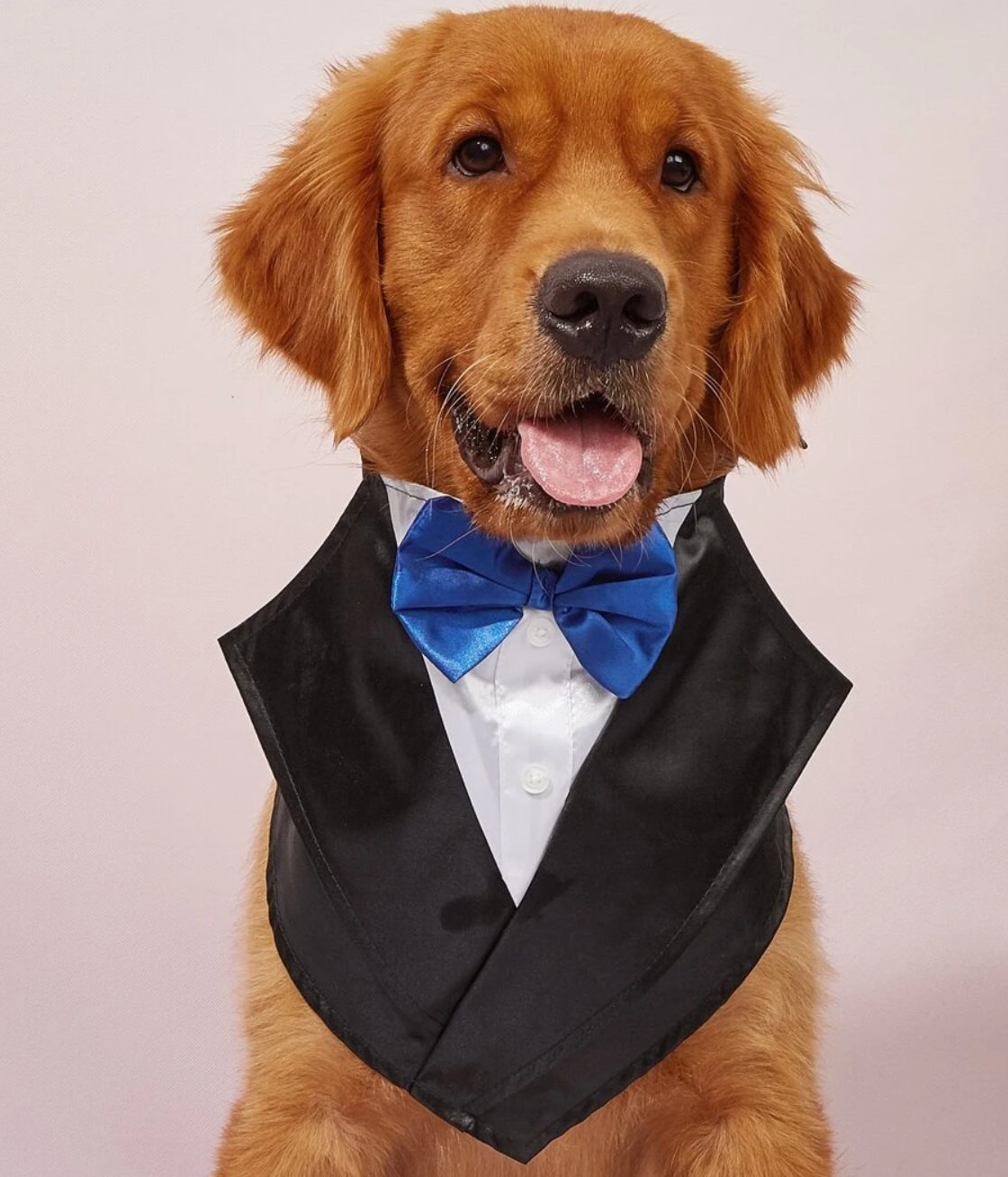 James Bond Pet Tuxedo Bandana Suit With Blue Bow Tie  Wedding Outfit